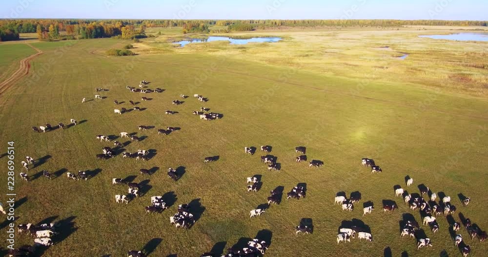a large herd of cows travels across a green field