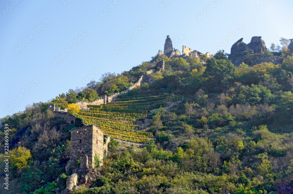 vineyard below the ruins of Duernstein castle