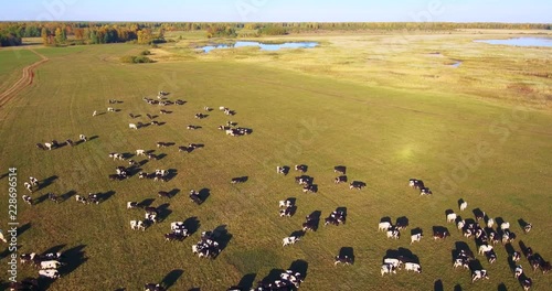 a large herd of cows travels across a green field