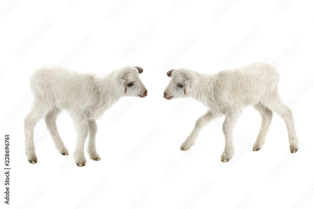 Fototapeta premium two baby sheep on a white