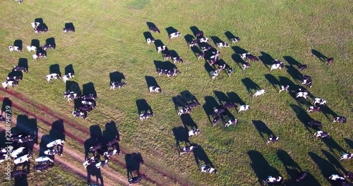 a large herd of cows travels across a green field
