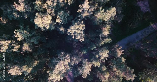 aerial photography of the forest at sunset
