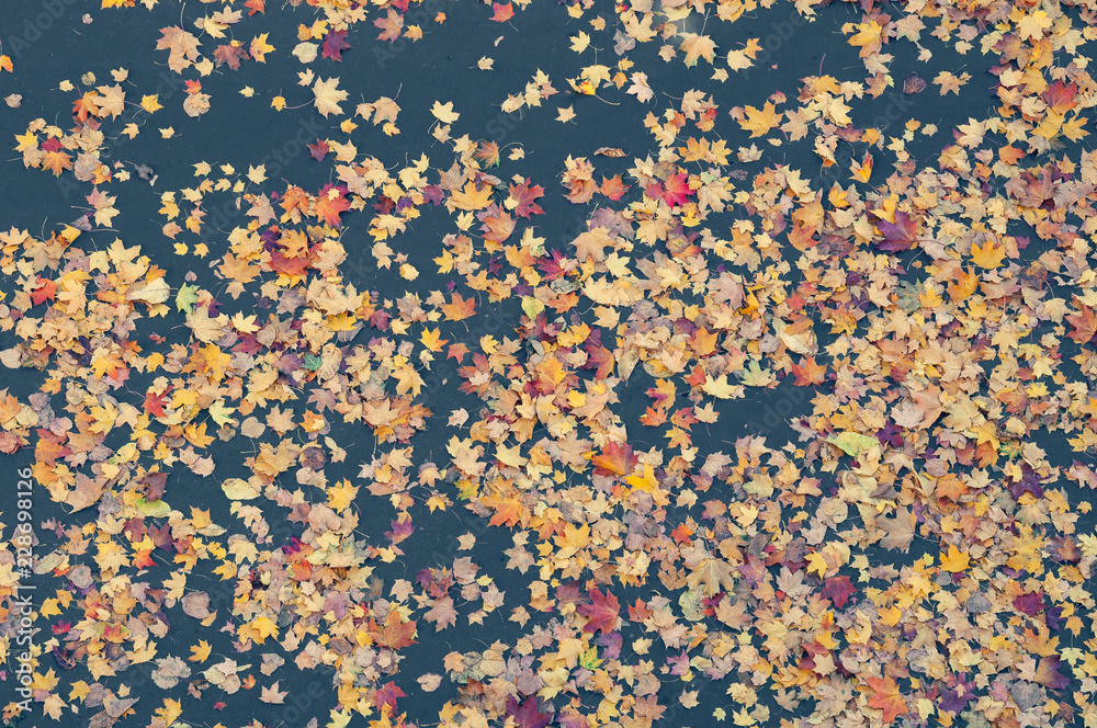 Colorful fallen autumn leaves on dark gray tarmac Colorful fallen autumn leaves on dark gray tarmac