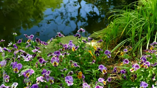 Unusual flowers photo