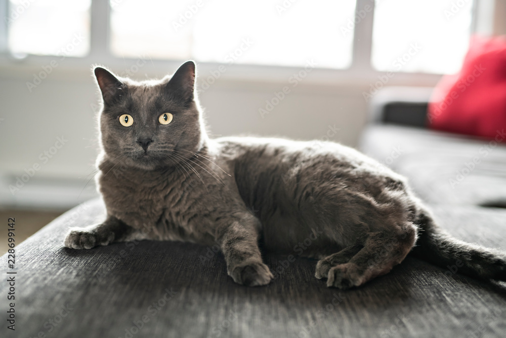 grey cat on living room at home