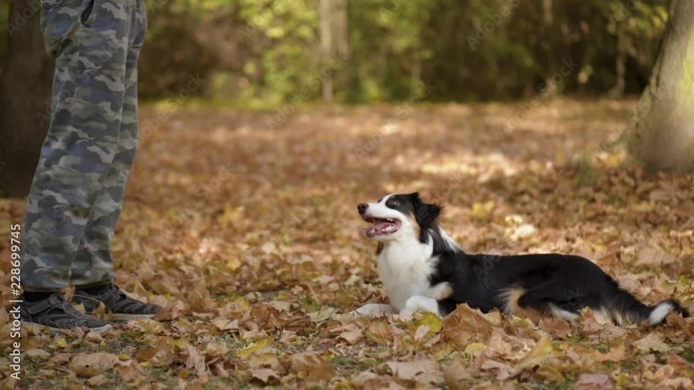 Man training a happy dog in the autumn park. Beautiful Australian shepherd puppy 10 months old enjoy playing in a park an autumn sunny day. Man training a happy dog in the autumn park. Beautiful Australian shepherd puppy 10 months old enjoy playing in a park an autumn sunny day.