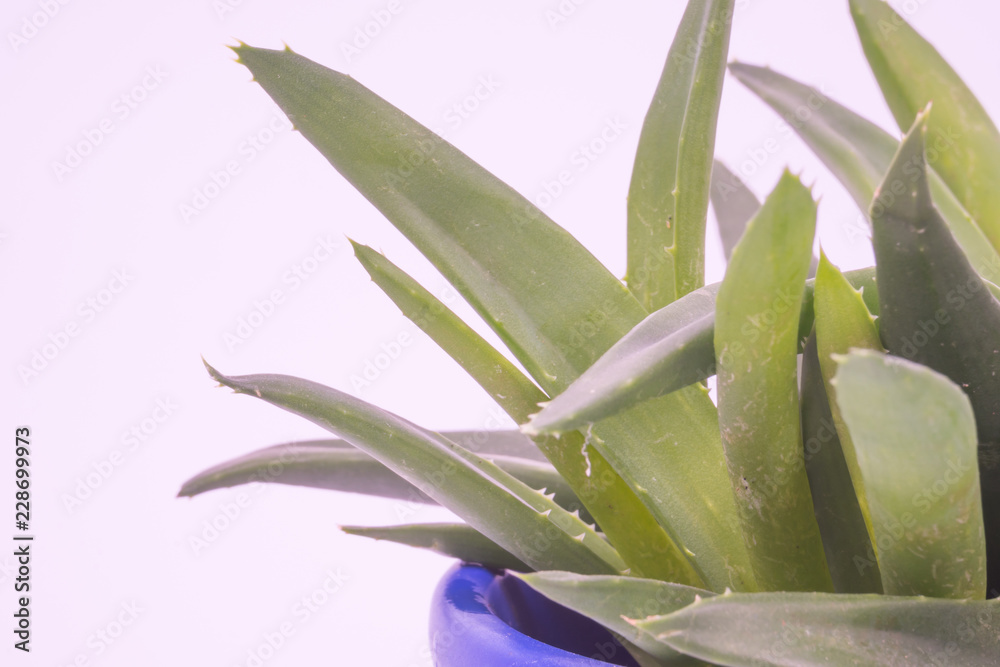 Obraz premium Aloe Vera