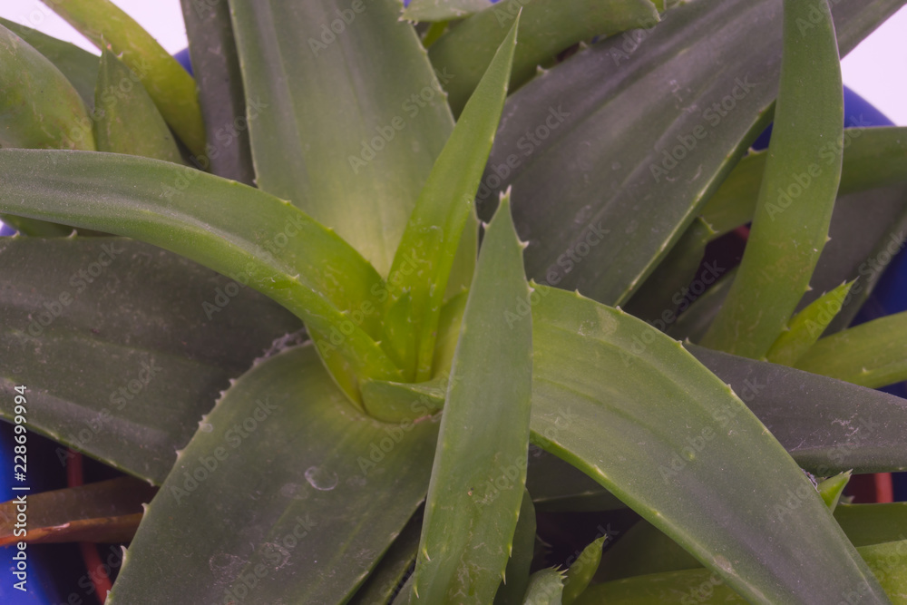 Fototapeta premium Aloe Vera