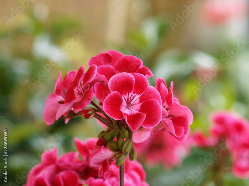 Fototapeta Naklejka Na Ścianę i Meble -  Pelargonium. Fleurs originaire du Cap aux tiges avec des fleurs en inflorescence, reines des balcons et jardinières, communément appelées géranium.