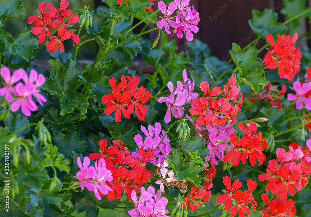 Pelargonium. Fleurs originaire du Cap aux tiges avec des fleurs en inflorescence, reines des balcons et jardinières, communément appelées géranium. Pelargonium. Fleurs originaire du Cap aux tiges avec des fleurs en inflorescence, reines des balcons et jardinières, communément appelées géranium.