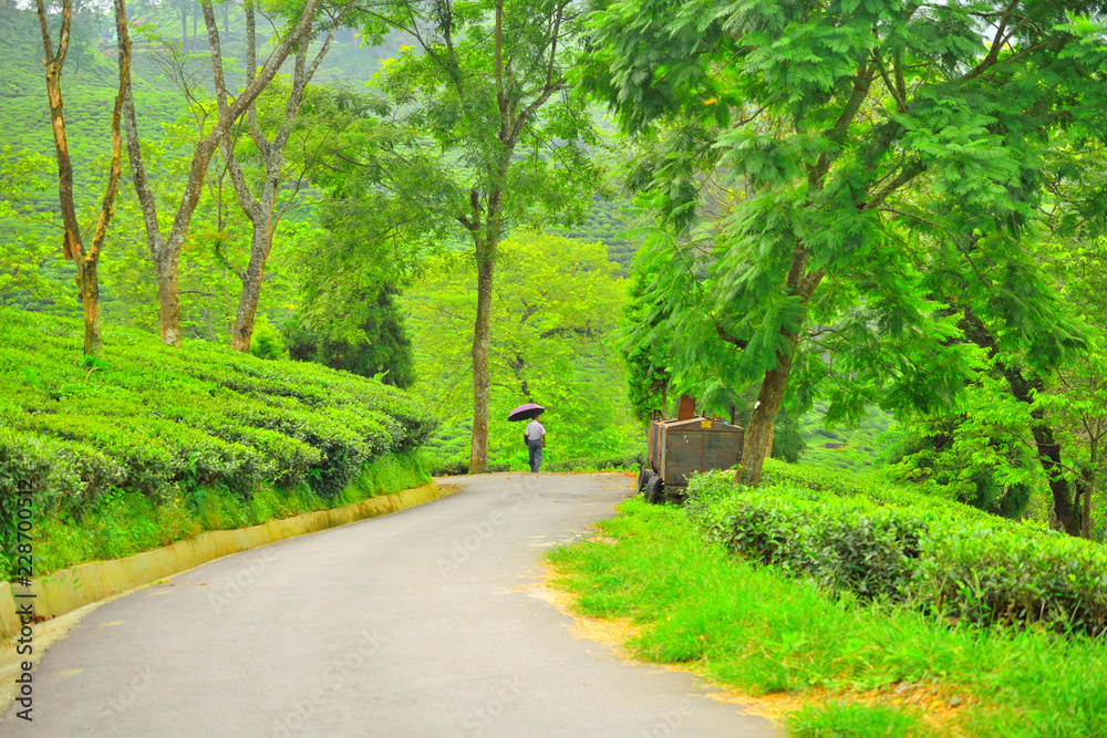 A scenic road through the gielle tea estate in Darjeeling district.