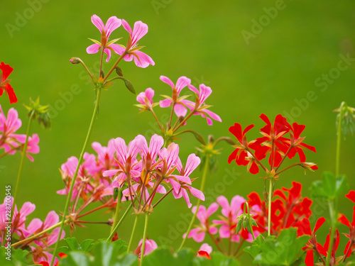 Pelargonium. Fleurs originaire du Cap aux tiges avec des fleurs en inflorescence, reines des balcons et jardinières, communément appelées géranium.