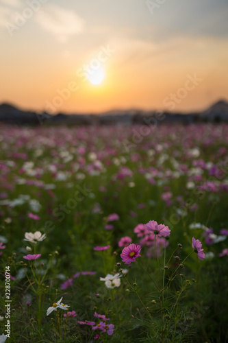コスモス　夕暮れ(香川県) © KOZO
