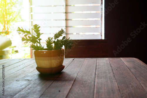 Fototapeta Naklejka Na Ścianę i Meble -  small ornamental tree in brown vintage vase on old wooden table  with  yellow morning light at the entrance of the house