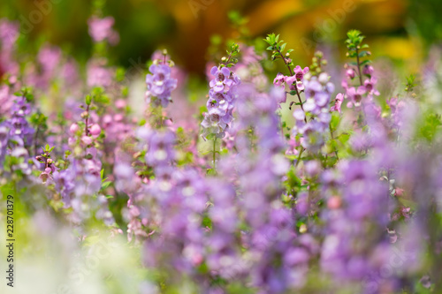 Purple flowers in the garden.