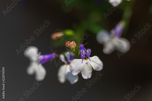 Closeup of lilac flowers.