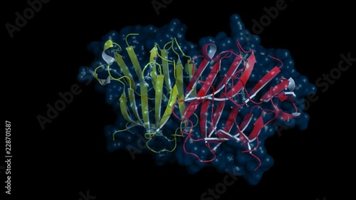 Testosterone-binding globulin, rotating cartoon model with semi-transparent surface, seamless loop