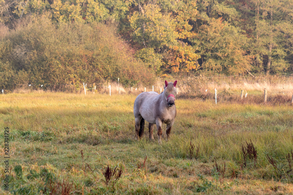 Obraz premium Apfelschimmel in der Morgensonne auf der Weide