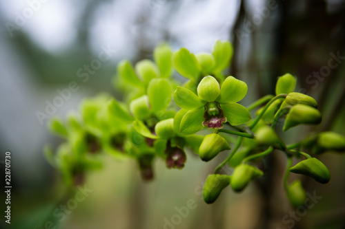 Green Orchids with blurry background in Lembang  Indonesia