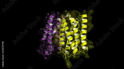 human interferon beta, rotating cartoon model with semi-transparent surface, seamless loop. photo