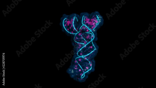 Transfer RNA (tRNA) carries amino-acids to the ribosome, where they are linked into nascent proteins. Rotating cartoon model, seamless loop. photo