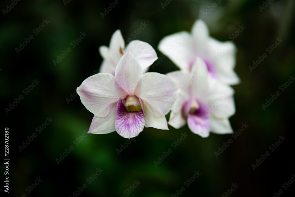 White orchids with purple center in Lembang Indonesia White orchids with purple center in Lembang Indonesia