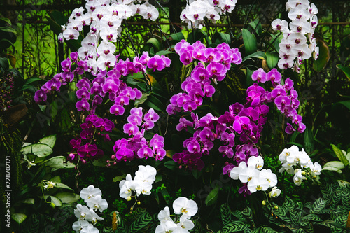 Purple and white orchids in a greenhouse in Lembang Indonesia with green background  photo