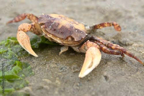 Nordsee-Krabbe in der freien Wildbahn im Wattenmeer