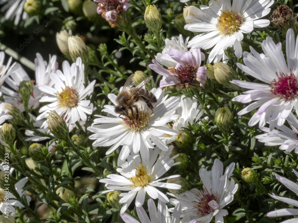 Obraz premium bee on a white flower
