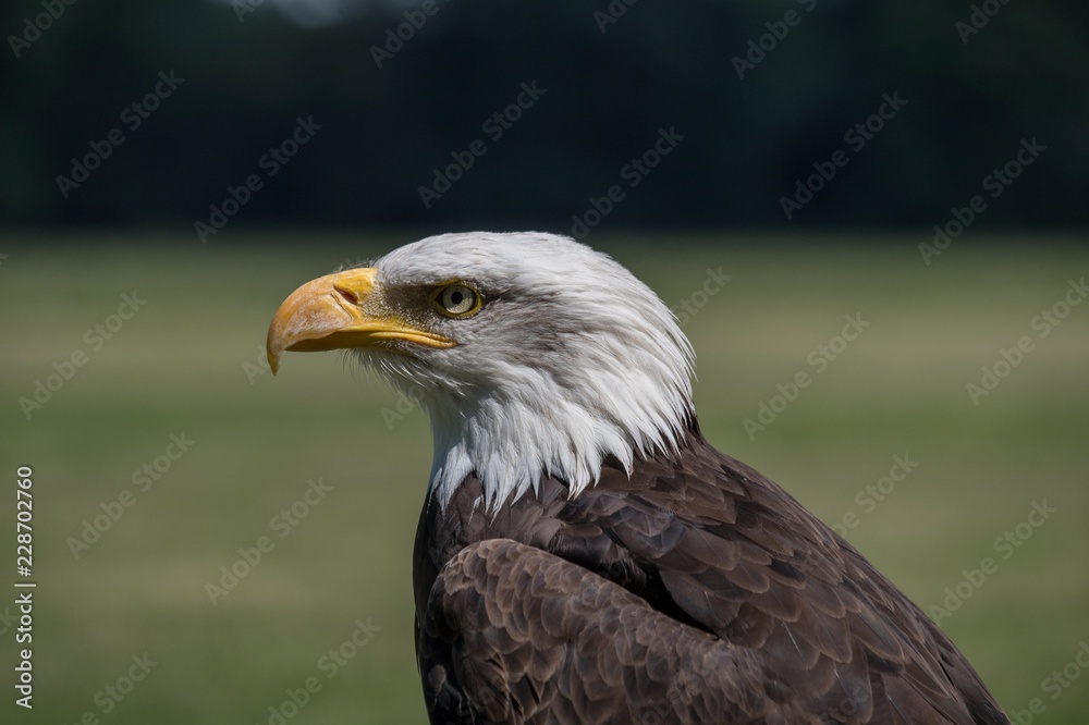 Obraz premium Baldeagle