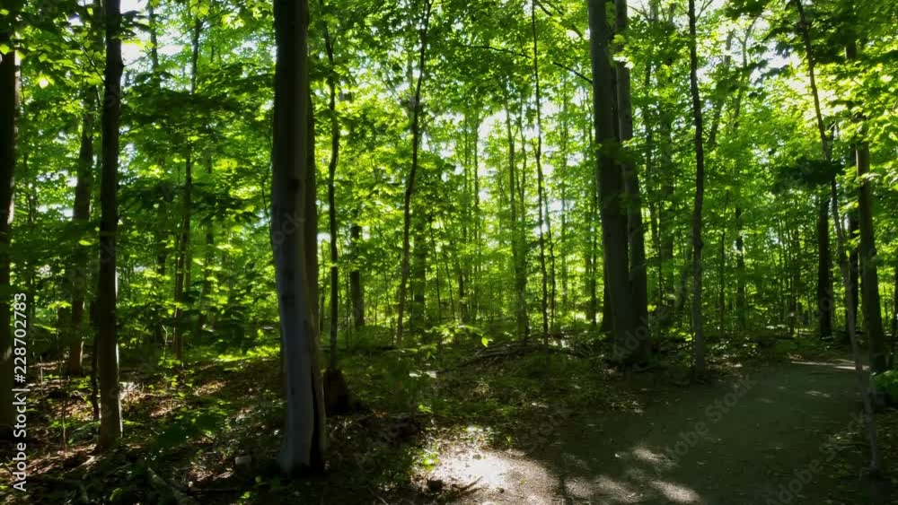 Personal perspective walking in the forest during the beginning of summer in North America Personal perspective walking in the forest during the beginning of summer in North America