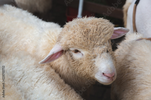 Young Lamb or Sheep on a farm
