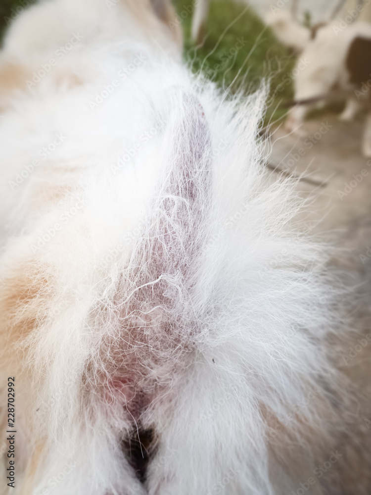 The Dermatitis in dog,show disease on dog skin The Dermatitis in dog,show disease on dog skin