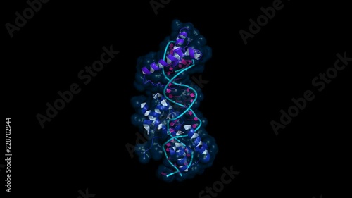 DNA binding domains of transcription factors Oct1 and Sox2, which are essential for self-renewal of embryonic stem cells. Rotating cartoon model, seamless loop.