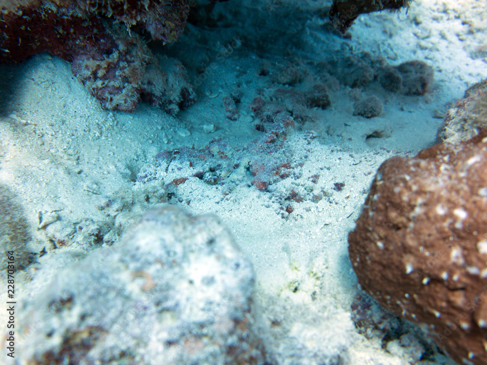 Fototapeta premium Rotes Meer