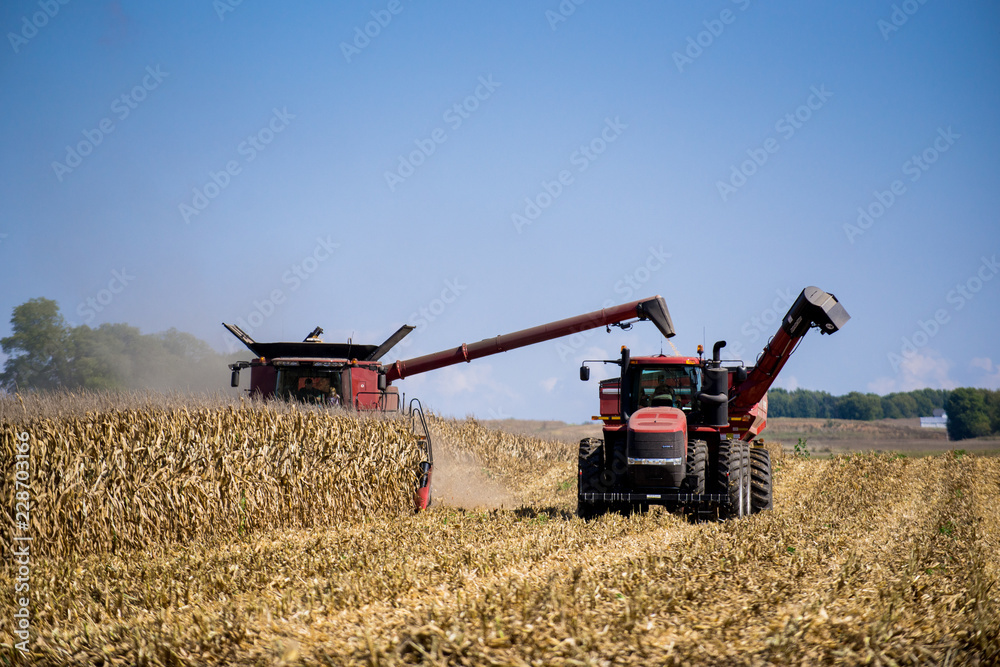 Fototapeta premium Picking corn