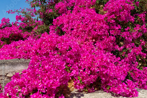 Blühende Bouganvillea auf Kreta, Griechenland