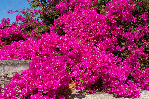 Blühende Bouganvillea auf Kreta, Griechenland photo