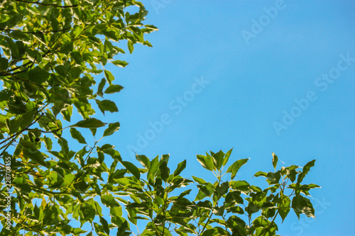 low angle view of natural green leaves branch with blue clear sky as background.