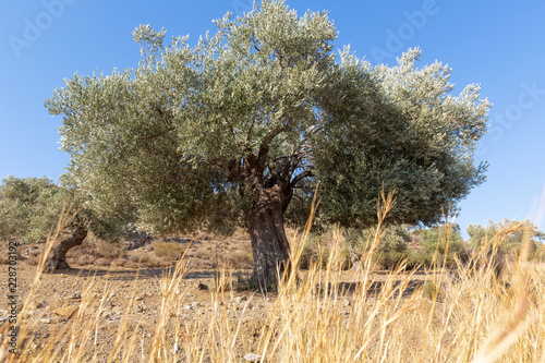Alter Olivenbaum auf der Insel Kreta, Griechenland