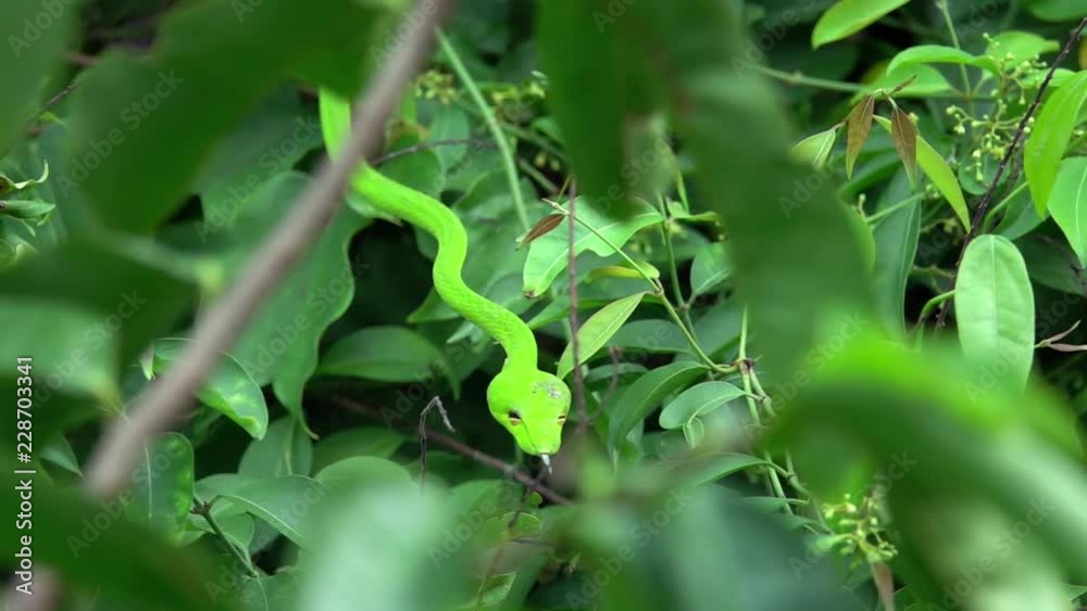 Oriental Whip Snake (Ahaetulla prasina) on Tree Branch Oriental Whip Snake (Ahaetulla prasina) on Tree Branch