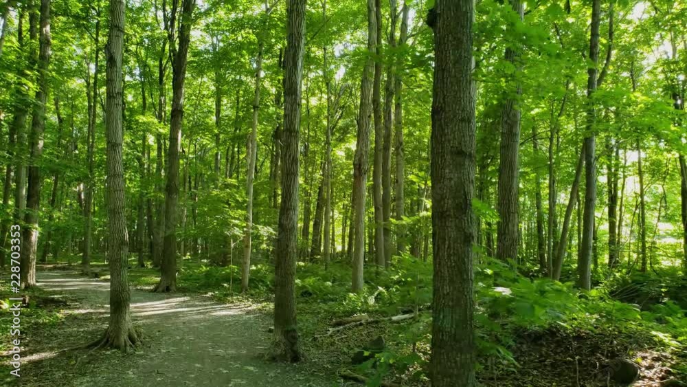 Personal perspective walking in the forest during the beginning of summer in North America Personal perspective walking in the forest during the beginning of summer in North America