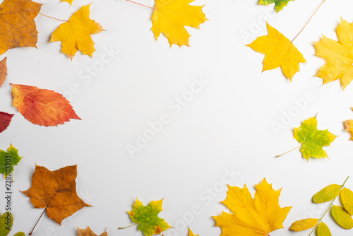 Autumn composition. Frame made of autumn dried leaves on white background. Flat lay  top view  copy space