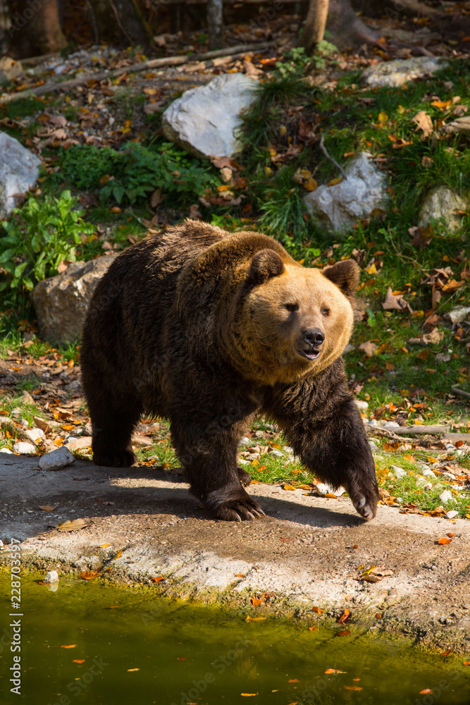 Fototapeta premium Braunbär im Wildpark Grünau