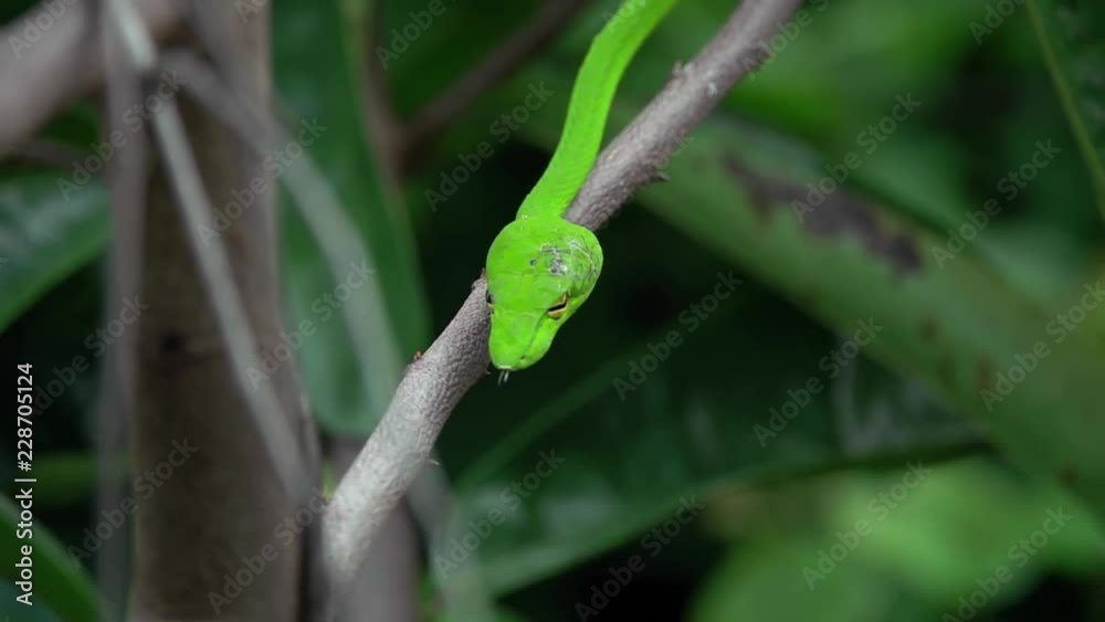 Oriental Whip Snake (Ahaetulla prasina) on Tree Branch Oriental Whip Snake (Ahaetulla prasina) on Tree Branch
