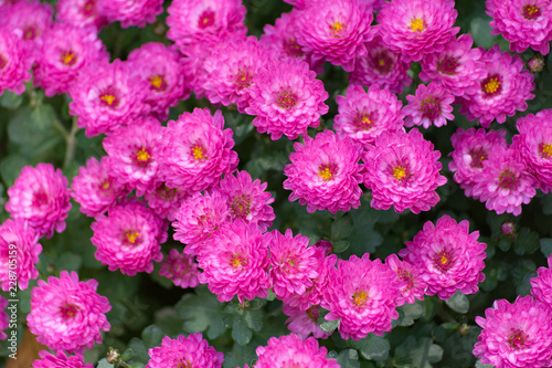 Aster, herbstastern. Bees on small violet autumn flowers