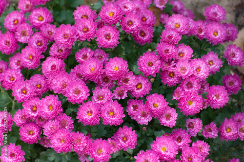 Aster, herbstastern. Bees on small violet autumn flowers