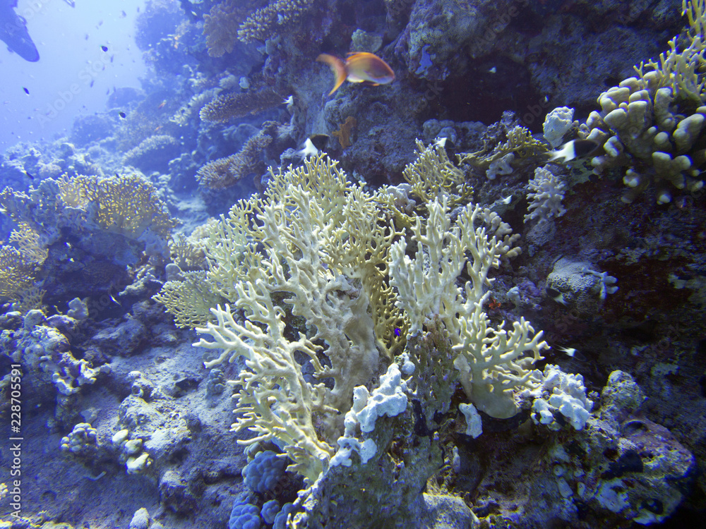 Fototapeta premium Rotes Meer