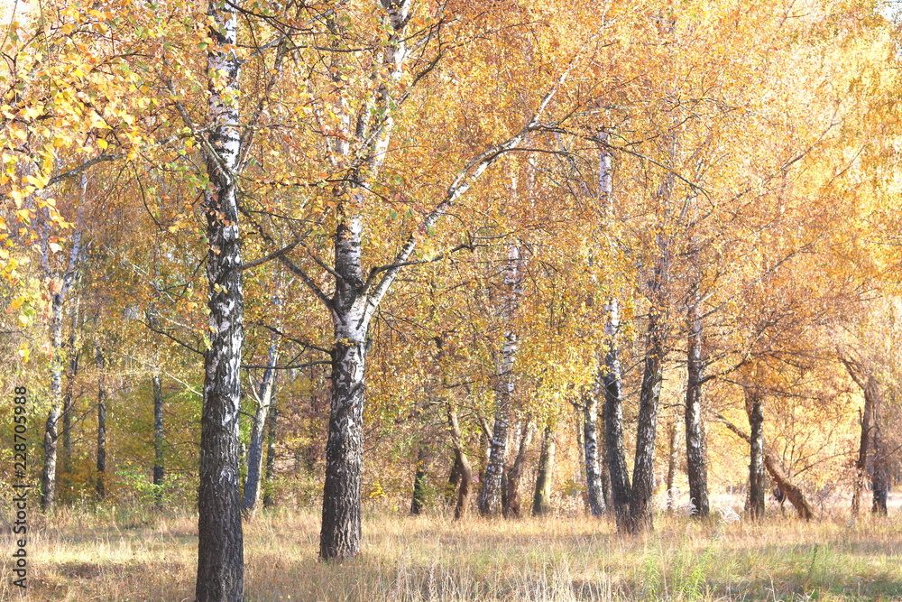 beautiful scene with birches in yellow autumn birch forest in october among other birches in birch grove beautiful scene with birches in yellow autumn birch forest in october among other birches in birch grove