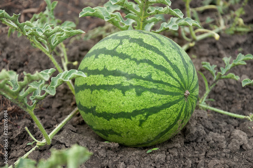 The young fruit of watermelon growing on the field.